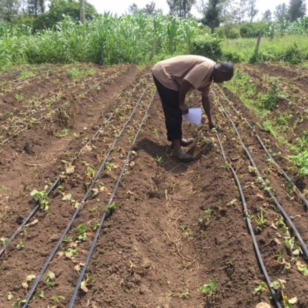 Irrigation systems are effective on small plots